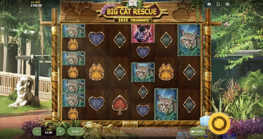 Big Cat Rescue Megaways.jpg